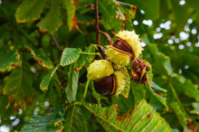 Conkers On A Horse Chestnut Tree
