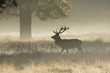 © Marcin Rogozinski - Red Deer (Cervus Elaphus) stag on a foggy morning
