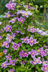 Wall Mural -  Clematis Piilu grows on a trellis