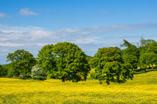View Of Meadow With Yellow Wildflowers