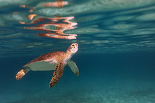 Turtle Swimming In Sea