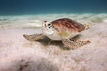 Turtle Swimming In Sea