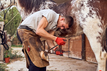 Farrier Boy Changing Horseshoe In The Stable