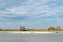 USA, California, Kern County, Kern National Wildlife Refuge. A Small Island Surrounded By Ducks Along The Scenic Drive Tour Loop.