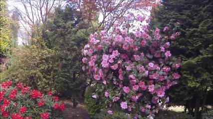 Canvas Print - Beautiful conifer garden in Spring, HD video