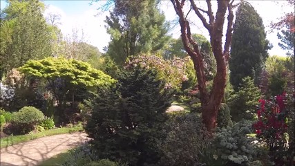 Poster - Beautiful conifer garden in Spring, HD video