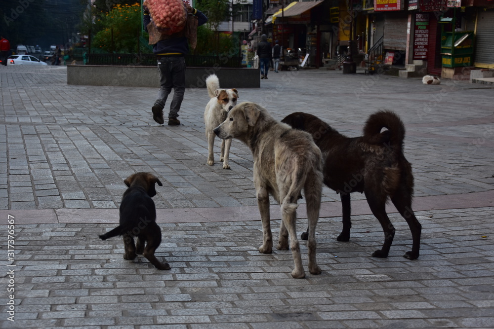 インドのヒマラヤ山岳地帯のマナーリー 中心部の街並みと路上に集まる野良犬の群れ Stock Gamesageddon