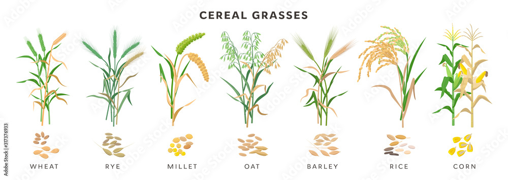 Cereal grasses big collection of plants and seeds, botanical drawings in flat design isolated on white background. Cereals - wheat, rye, oat, millet, barley, maize, rice planting infographic elements. - obrazy, fototapety, plakaty 