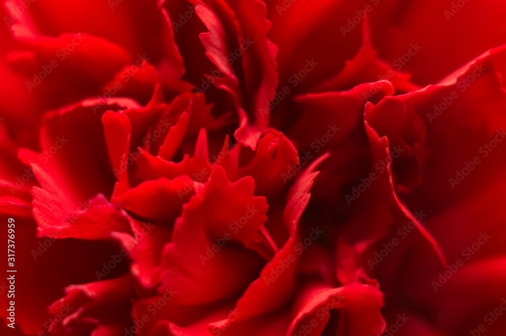 Red carnation flower close-up. Macro, soft focus. Abstract floral background. - obrazy, fototapety, plakaty 