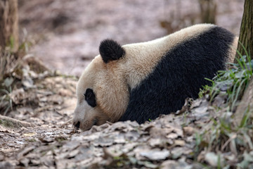 Wall Mural - Panda Bear Sleeping in the forest, China Wildlife. Bifengxia nature reserve, Sichuan Province. Cute Lazy Baby Panda Sleeping on the ground, Enjoying an afternoon nap with eyes closed.