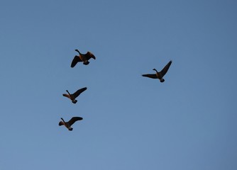 Wall Mural - Geese