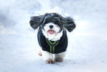 Happy Funny And Cute Dog Puppy Coton De Tulear Playing In Snow, Running And Looking Towards Camera