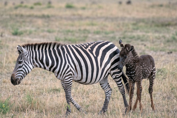 Wall Mural - rare zebra foal with polka dots (spots) instead of stripes, named tira after the guide who first saw