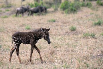 Wall Mural - rare zebra foal with polka dots (spots) instead of stripes, named tira after the guide who first saw