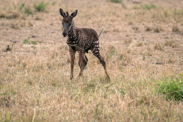 Wall Mural - rare zebra foal with polka dots (spots) instead of stripes, named tira after the guide who first saw
