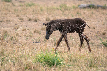 Wall Mural - rare zebra foal with polka dots (spots) instead of stripes, named tira after the guide who first saw