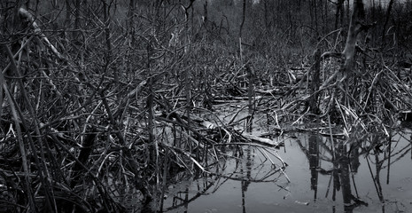 Wall Mural - Dead tree in the forest. Flood in the forest. Global warming concept. Global environmental crisis. Death, grief, sad, and hopeless abstract background. Dead tree in forest. Mangrove forest ecosystem.