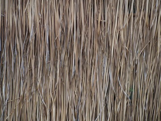 Thatch roof or wall background, hay or dry grass background. A thatched roof or wall, hay or dry grass background. Grass hay, roof or wall texture. Dry straw, roof or wall background texture.