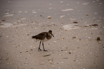 Wall Mural - Small shore bird