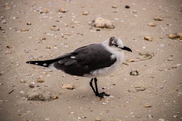 Wall Mural - Laughing gull