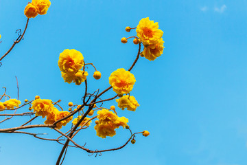 Canvas Print - yellow flowers on background of blue sky