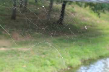spider on web