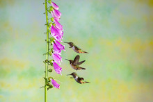 Three Hummingbirds And Purple Foxglove Flower