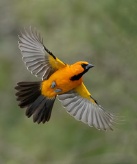 altamira in flight over rio grande valley, texas
