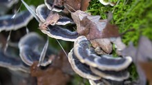 Purple Wood Turkey Tail Mushroom Covered With Dry Leaves Growing From Moss Covered Dead Tree.