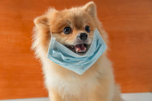 Dog Wearing Air Pollution Mask For Protect Dust PM2.5,Pomeranian, Small Breed Dogs, Put On A Health Mask Sit On A White Table