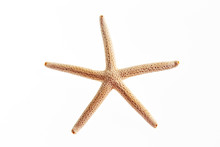 Isolated Starfish On White Background 