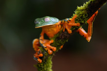 Splendid Tree Frog Or Splendid Leaf Frog (Cruziohyla Calcarifer). A Beautiful Frog With Tiger Stripes. Barbilla National Park, Costa Rica.