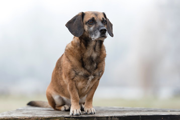 Wall Mural - Photo of an adorable mongrel dog