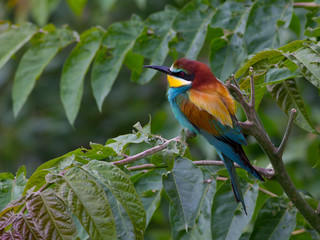 Wall Mural - Bird - Bee-eaters (Merops apiaster)