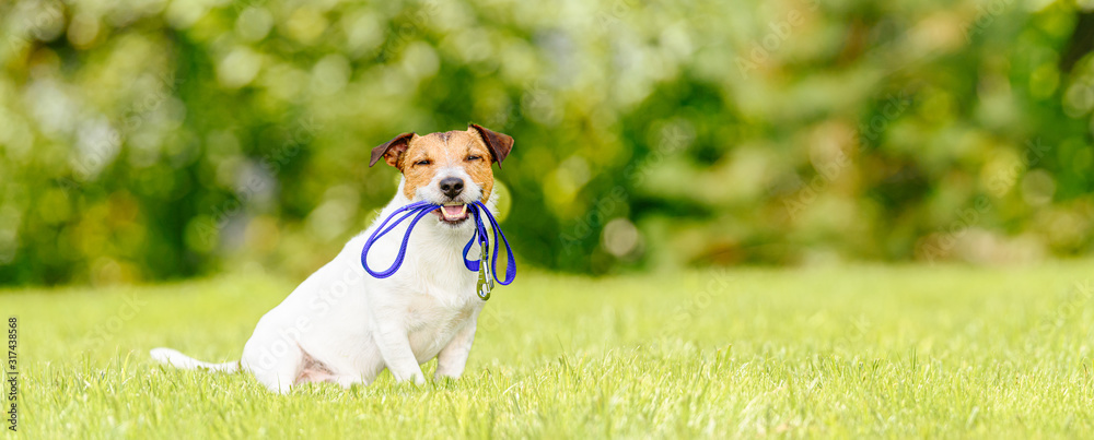 Concept of dog walking and pet sitting with dog holding leash in mouth - obrazy, fototapety, plakaty 