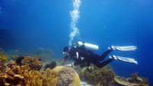Diver Swimming Along The Coral Reef In The Philippine Sea