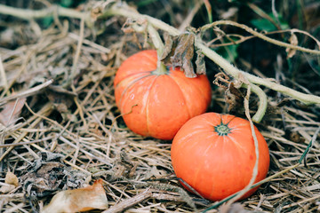 two fresh small orange pumpkins in the garden. autumn harvest