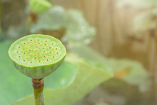 Water Lily, Lotus Seed Pod On Green Blurred Background.
