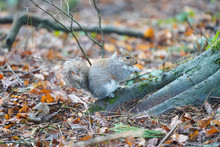 Grey Squirrel Foraging For Food