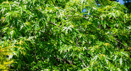 green leaves of big maple acer saccharinum in sunny spring day in tuapse city. spring theme of natur