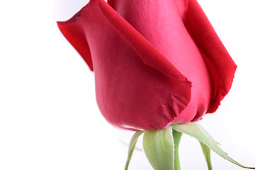 red rose flower isolated on white background