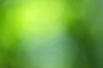 Wall Mural - Green bokeh background from nature forest out of focus