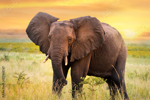 Photographie African elephant standing in grassland at sunset.