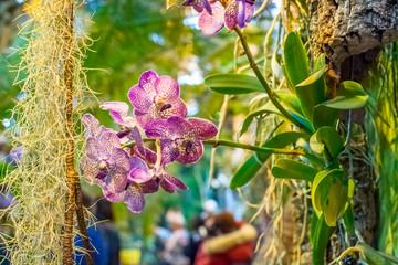 Purple orchid bush on the background of the greenhouse.