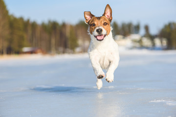 Wall Mural - Happy and ebullient dog playing and running on ice of frozen lake on beautiful sunny winter day