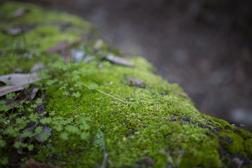 Beautiful green moss with bokeh