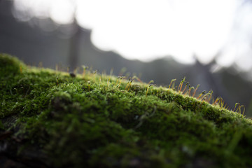 Beautiful green moss with bokeh