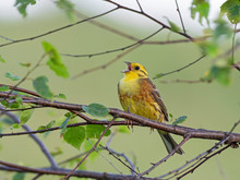  A Male Yellowhammer (Emberiza Citrinella) Sits On A Branch And Sings A Marriage Song.. Male Yellowhammer (Emberiza Citrinella) In Spring Plumage.