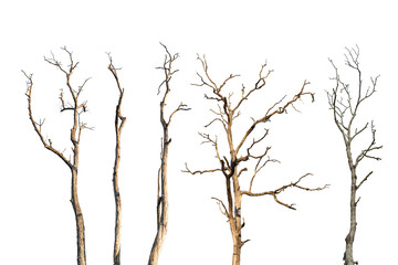 Wall Mural - set of dry tree branch isolated on white background. object with clipping path.