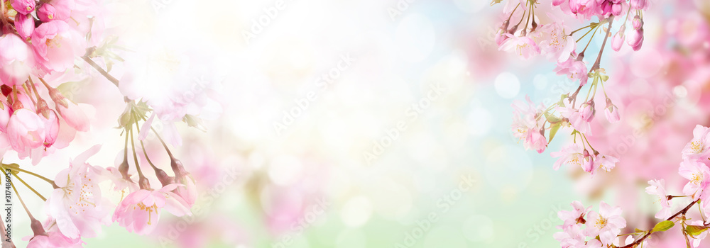 Pink cherry tree blossom flowers blooming in springtime against a natural sunny blurred garden banner background of green, blue and white bokeh. - obrazy, fototapety, plakaty 